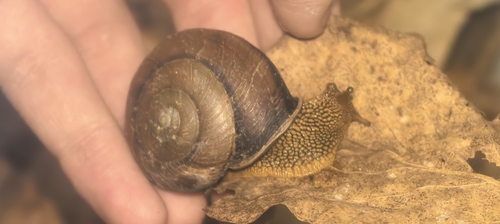 Nesiohelix caspari