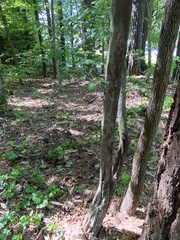 Crataegus spathulata