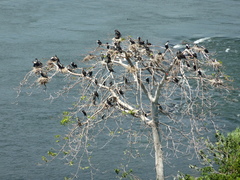 Phalacrocorax carbo