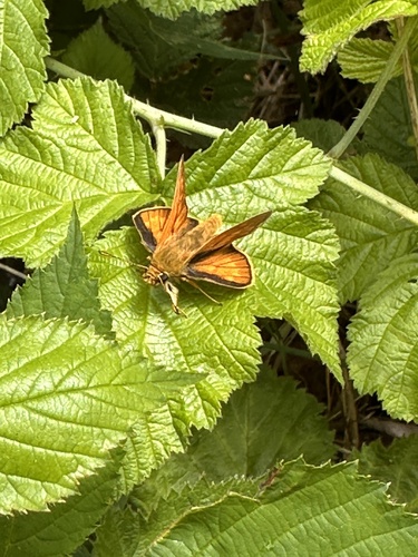 Large Skipper