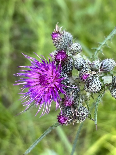 Marsh Thistle