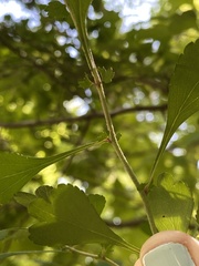 Crataegus spathulata
