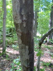 Crataegus spathulata