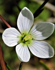 Gentianella cunninghamii