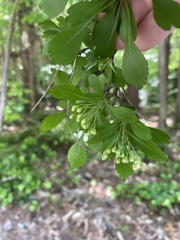 Crataegus spathulata