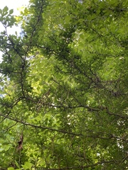 Crataegus spathulata