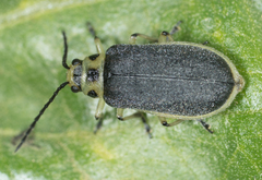 Trirhabda geminata