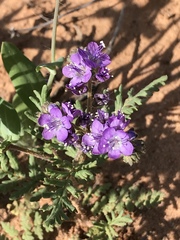 Phacelia popei