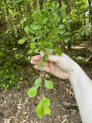 Crataegus spathulata