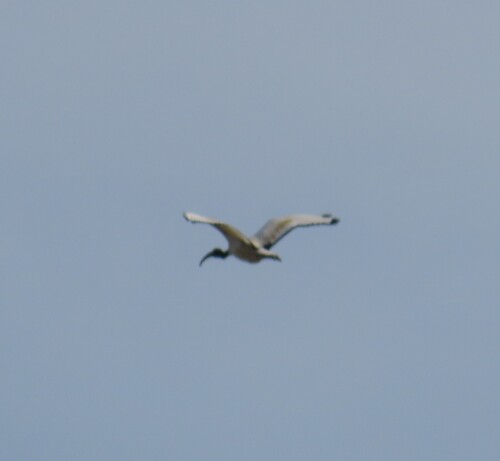 iNaturalist image