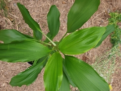 Cordyline murchisoniae
