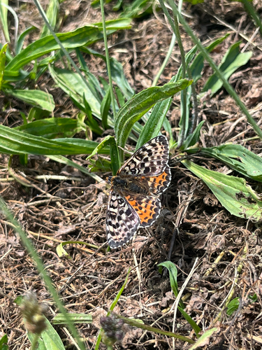 Spotted Fritillary