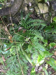 Asplenium flaccidum