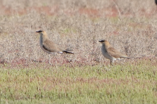 iNaturalist image