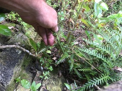 Asplenium flaccidum