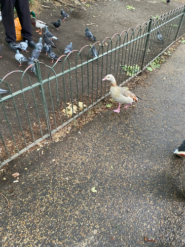 iNaturalist image
