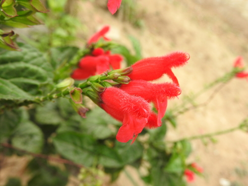 Image of Salvia miniata by (c) Alexis López Hernández, some rights reserved (CC BY)