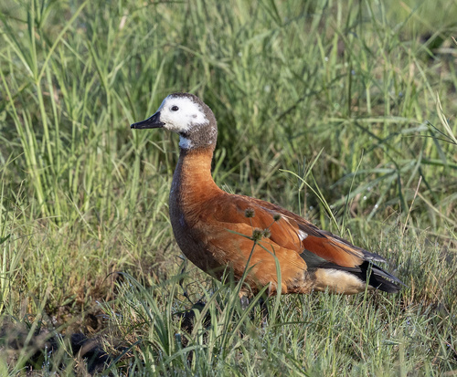 iNaturalist image