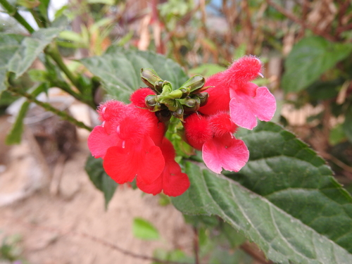 Image of Salvia miniata by (c) Alexis López Hernández, some rights reserved (CC BY)