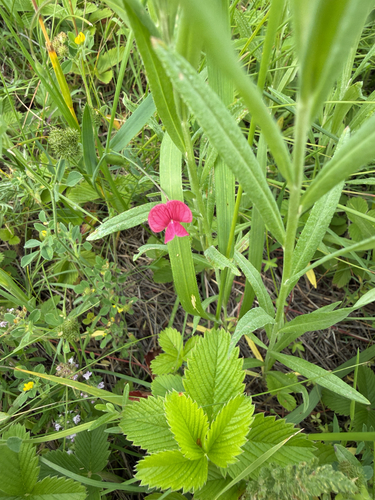 Grass Vetchling