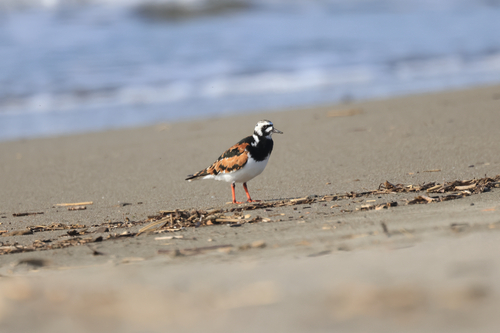 iNaturalist image