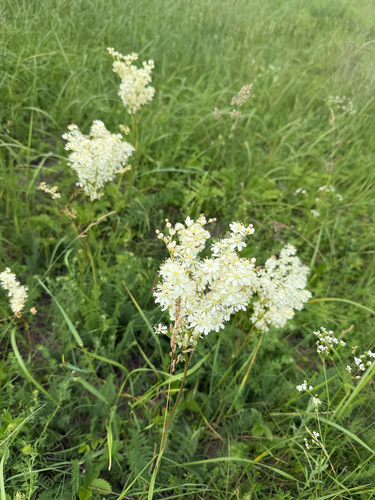 Dropwort