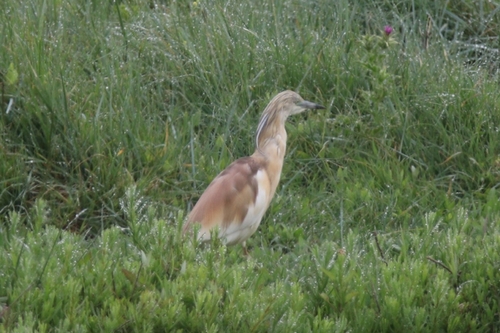 iNaturalist: (c) Juliette Béraud, some rights reserved (CC BY-NC), uploaded by Juliette Béraud iNaturalist image