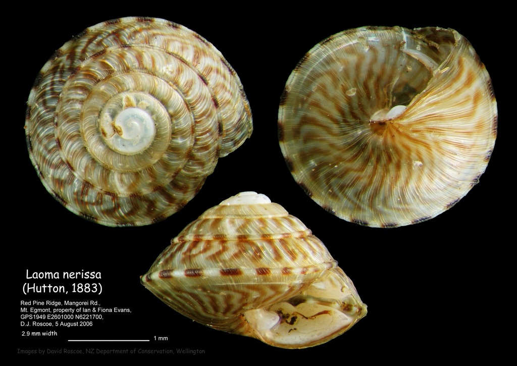 Laoma nerissa