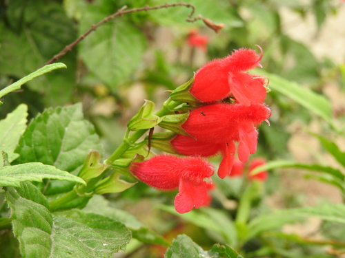 Image of Salvia miniata by (c) Alexis López Hernández, some rights reserved (CC BY)