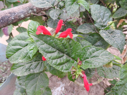Image of Salvia miniata by (c) Alexis López Hernández, some rights reserved (CC BY)