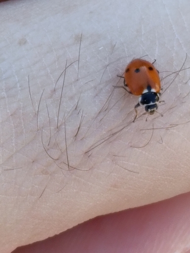 Variegated Lady Beetle