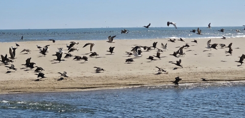 iNaturalist image