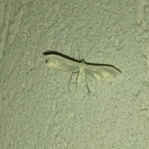 White plume moth