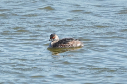 iNaturalist image