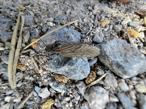 Holarctic Alderflies
