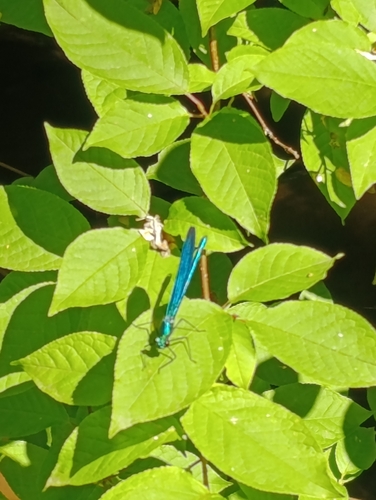 Beautiful Demoiselle