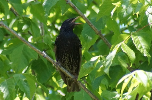European Starling