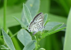Leptotes cassius cassius