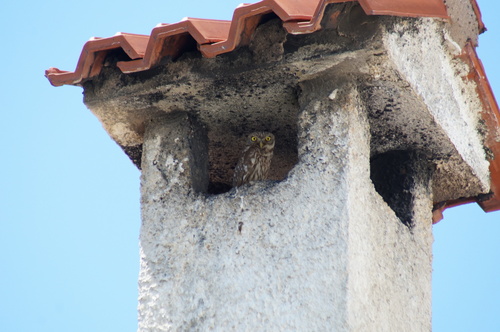 Little Owl