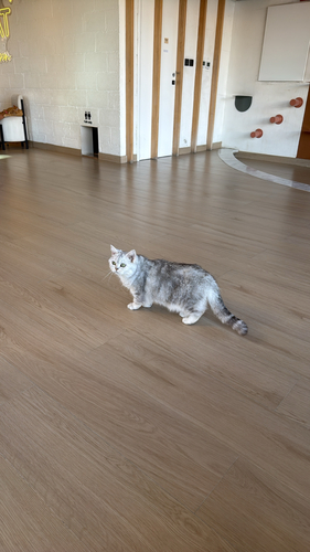 Domestic Cat