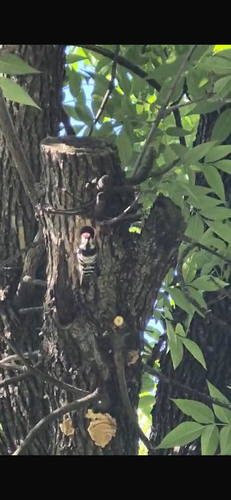 Lesser Spotted Woodpecker