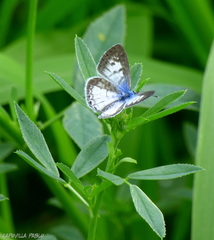 Leptotes cassius cassius