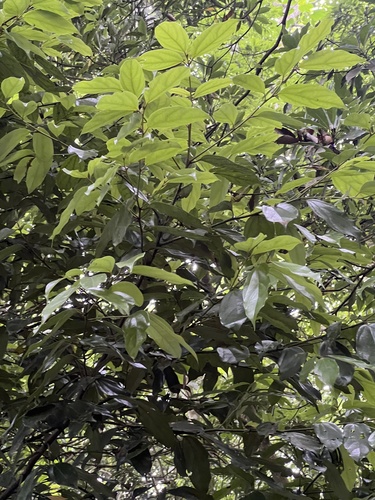 Cryptocarya chinensis observed 2026-06-01