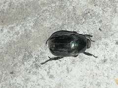 Paranomala cincta