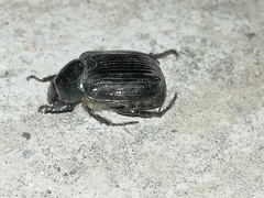 Paranomala cincta