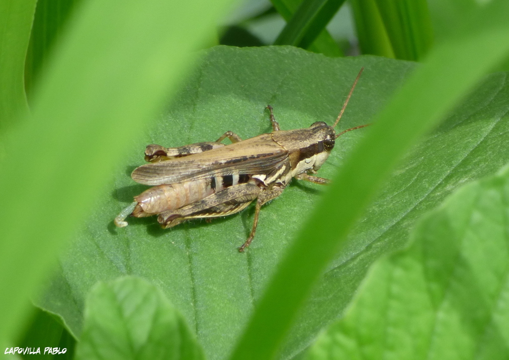Dichroplus elongatus