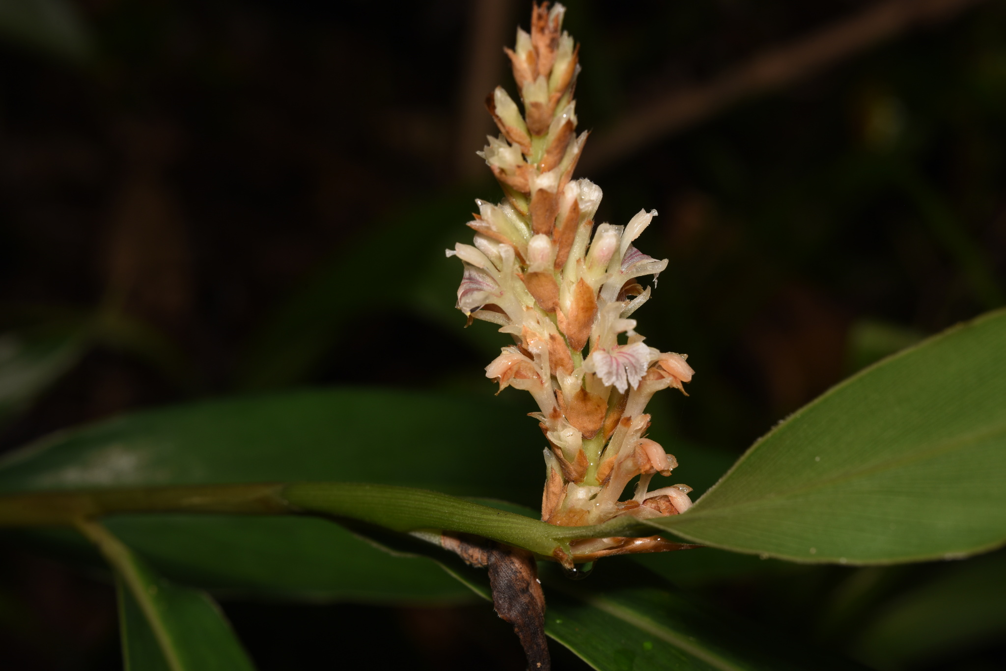 Alpinia stachyodes Hance 4