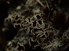 Lecanora epibryon