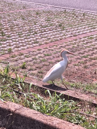 iNaturalist image