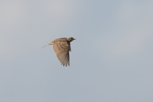 Turkestan Short-toed Lark